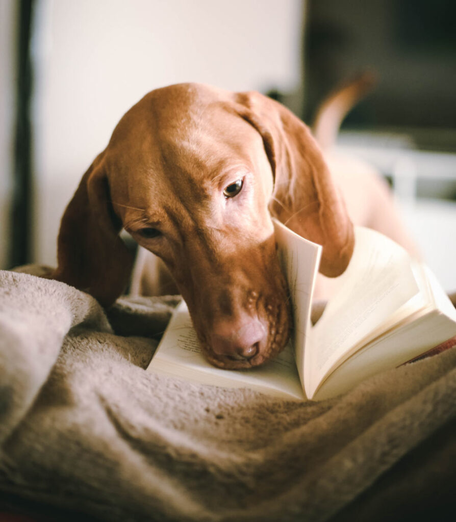 koira lukee kirjaa, kuva: 2photo pots.